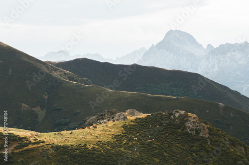 Cows grazing in the middle of the mountain in Picos de Europa in Asturias and Cantabria in Spain