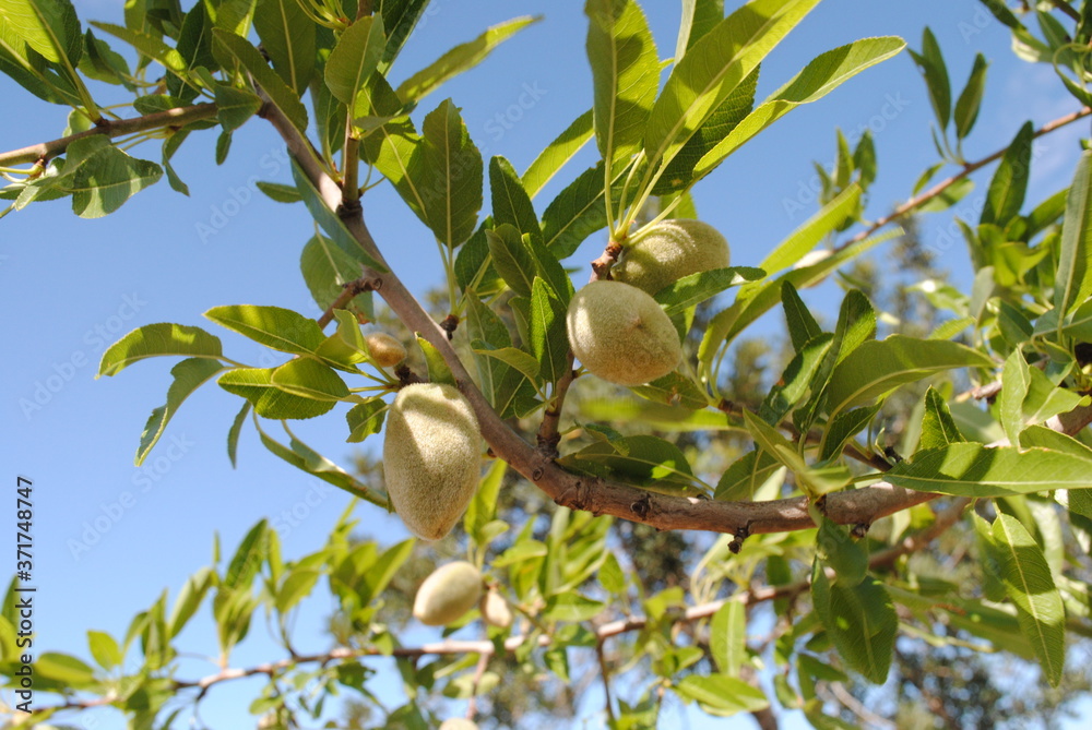 Almond tree.