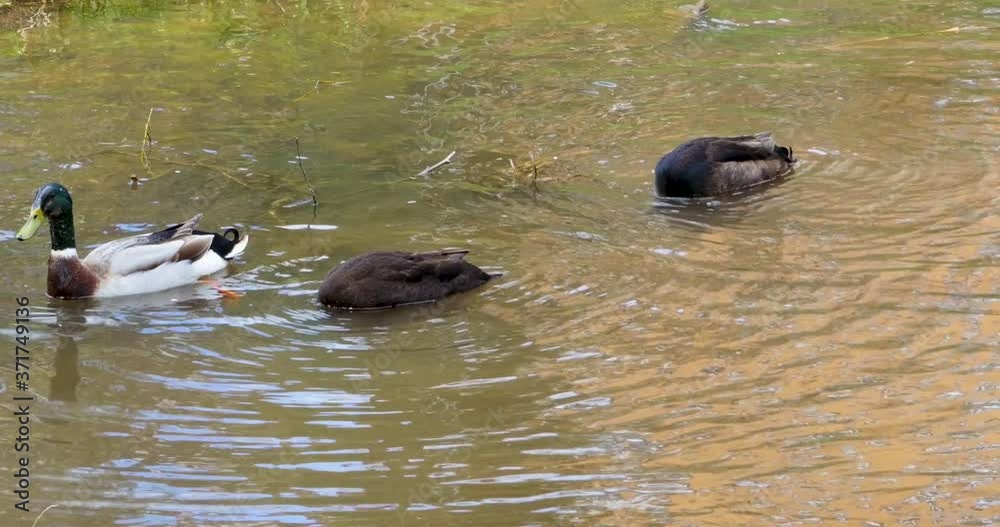 Three ducks swimming on a lake and diving down. Three ducks swimming on a lake and diving down.