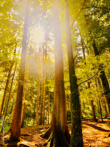 Fototapeta Naklejka Na Ścianę i Meble -  Sunrays penetrate the forest