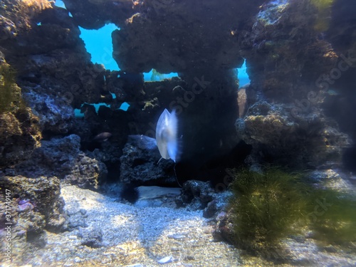 Musée océanographique de Monaco monte Carlo, poissons Némo, crabe méduse requin crustacé tortue de mer poulpe, espèce rare et protégé, Unesco mer sous-marin, profondeurs océan