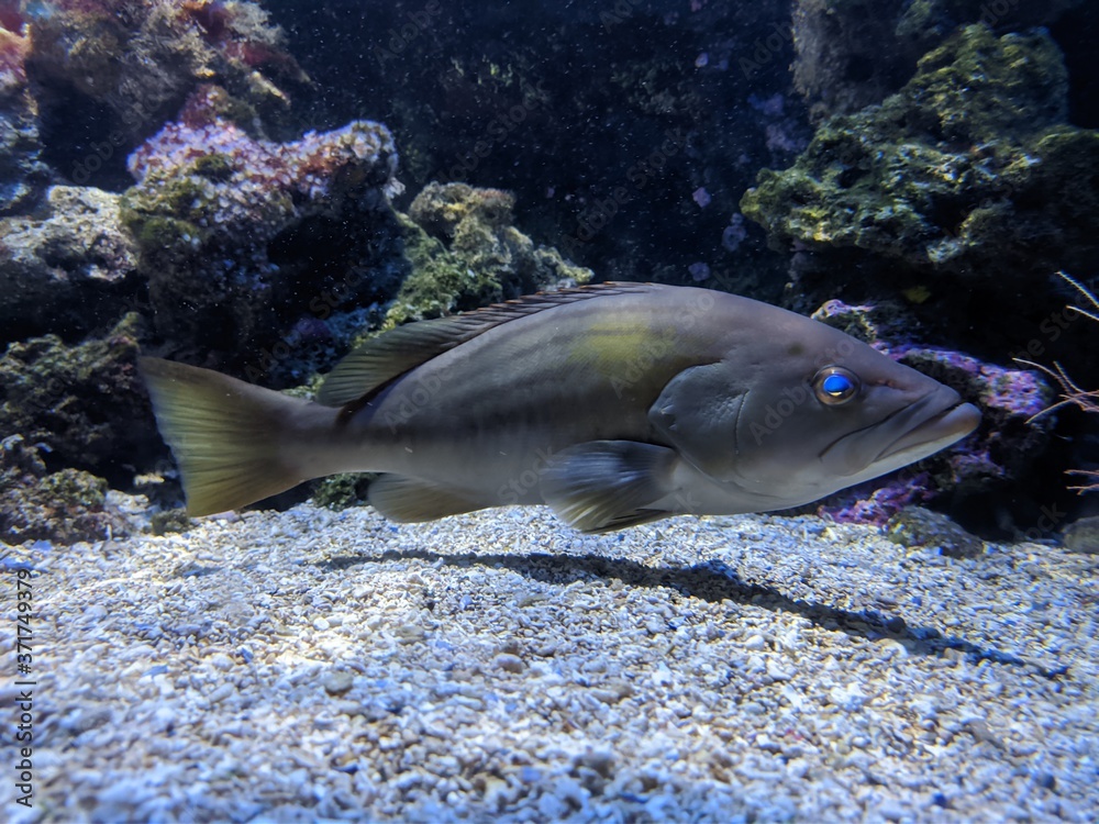 Musée océanographique de Monaco monte Carlo, poissons Némo, crabe méduse requin crustacé tortue de mer poulpe, espèce rare et protégé, Unesco mer sous-marin, profondeurs océan Musée océanographique de Monaco monte Carlo, poissons Némo, crabe méduse requin crustacé tortue de mer poulpe, espèce rare et protégé, Unesco mer sous-marin, profondeurs océan