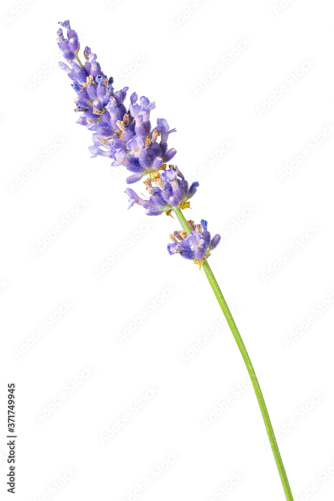 Obraz premium Lavender flower in purple, violet colors - isolated macro image on white background