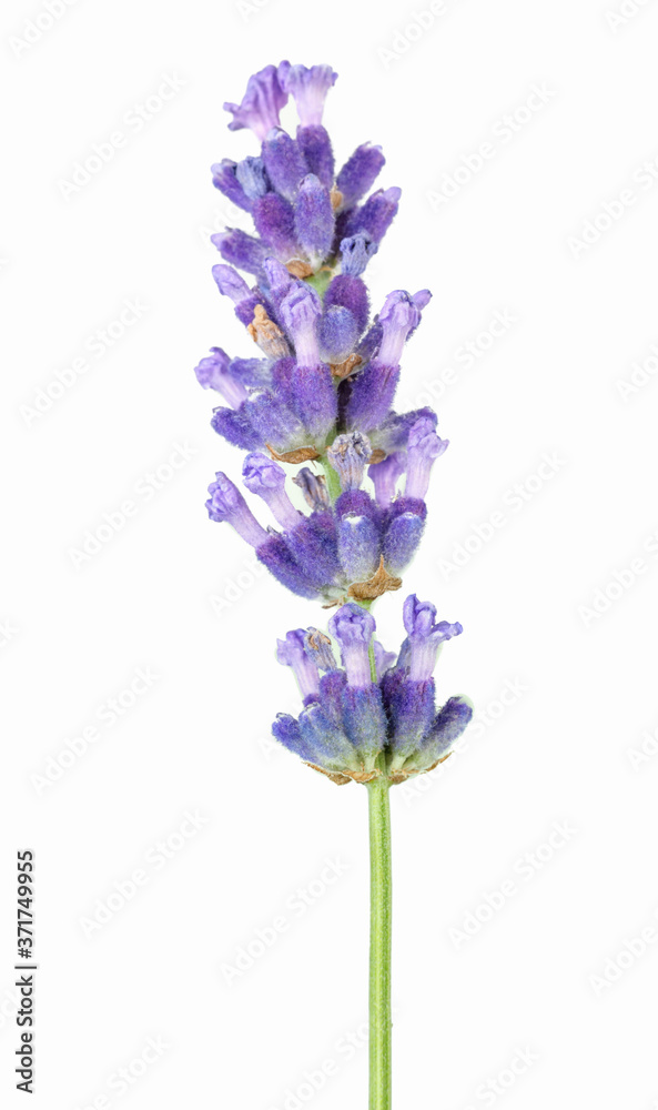 Obraz premium Lavender flower in purple, violet colors on white background - isolated close-up macro image