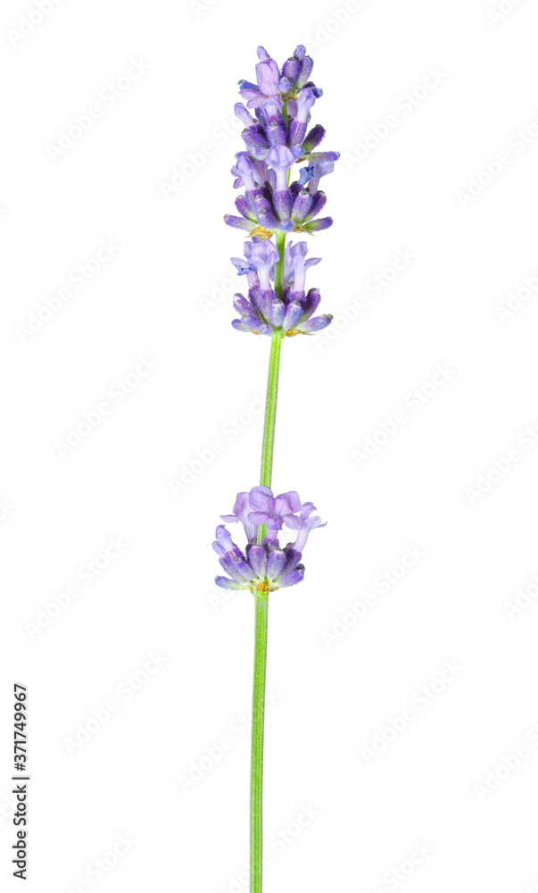 Lavender flower in purple, violet colors on white background - isolated close-up macro image