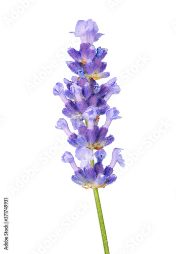 Lavender flower in purple  violet colors on white background - isolated close-up macro image