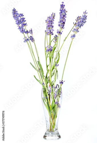 Lavender flower bouquet in purple  violet colors on white background - isolated macro image