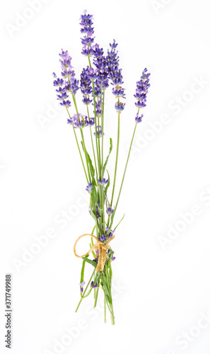 Lavender flower bouquet in purple  violet colors on white background - isolated macro image