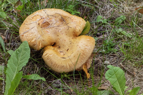 Mushroom pig on a thick leg close up