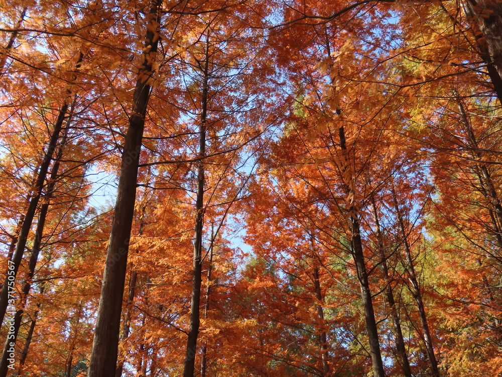 autumn in the forest autumn in the forest