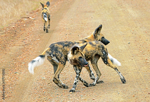 Wildhunde im Krüger-Nationalpark in Südafrika .Der Afrikanische Wildhund ist der größte wild lebende Hund der afrikanischen Savanne. Als Rudeltier jagt er vor allem größere Beutetiere wie Gazellen.