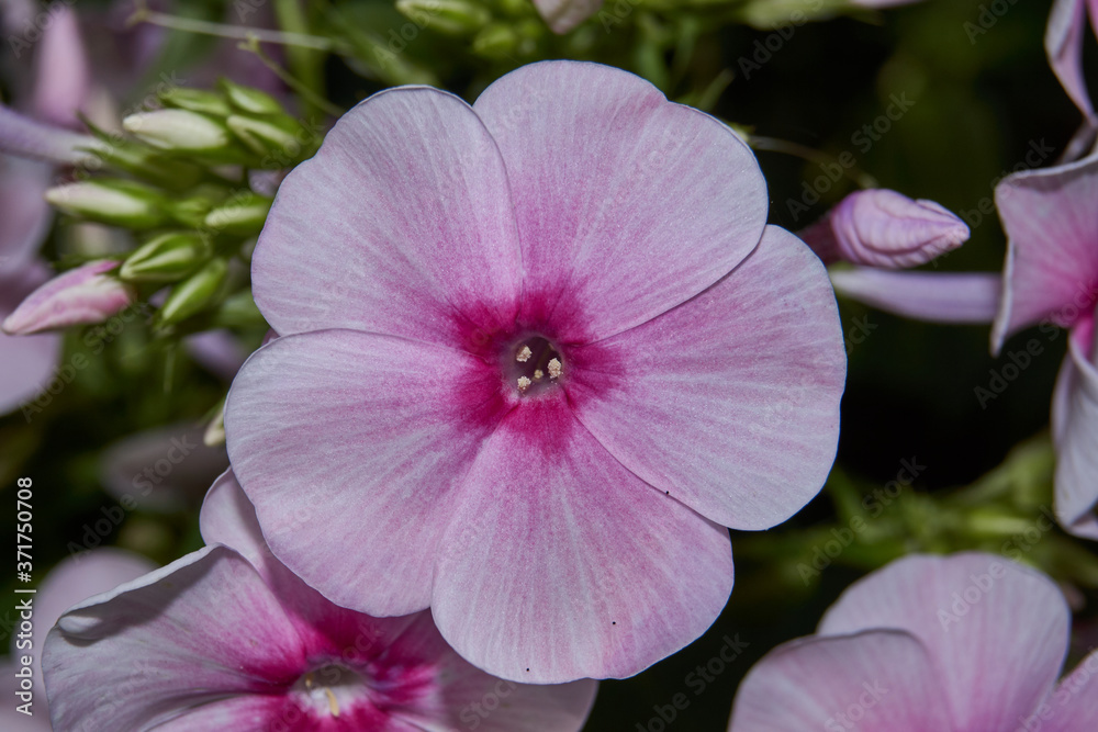 Summer. In the garden, beautiful Phlox blooms (lat. Phlox). Summer. In the garden, beautiful Phlox blooms (lat. Phlox).