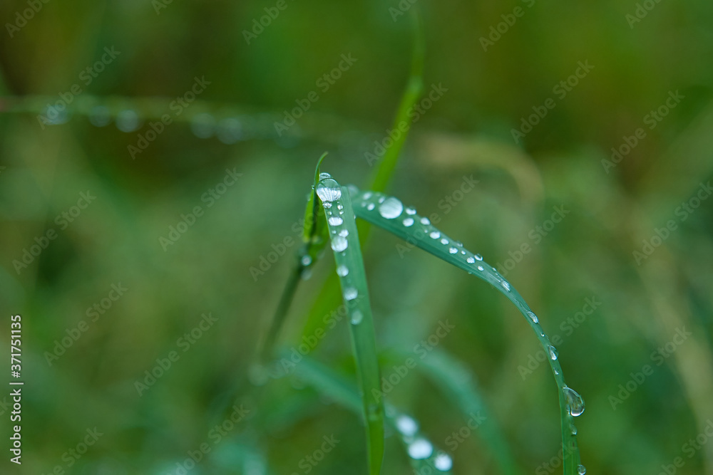 grass with water drops macro grass with water drops macro