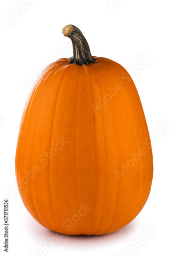 One tall orange pumpkin