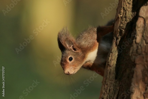 Red squirrel climbing an old tree and looking curiously straight into the camera. Wildlife in october forest. Sciurus vulgaris. © Monikasurzin