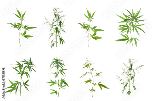 Set of hemp plants on white background