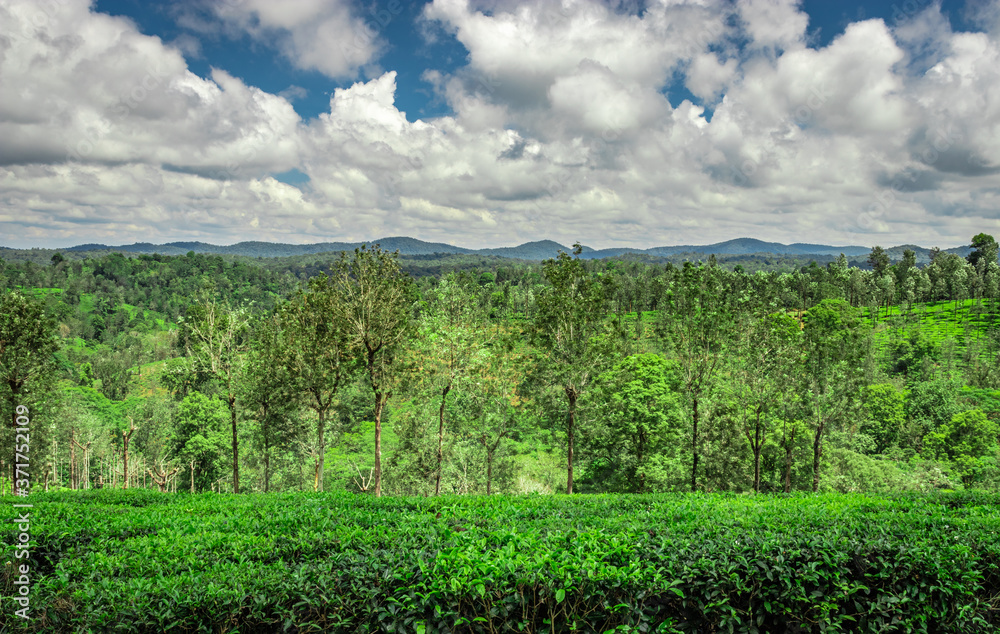 tea garden with green forests and amazing blue sky