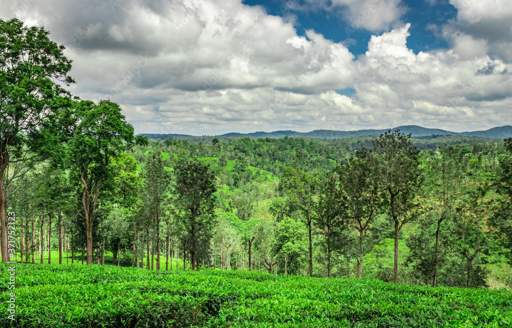 tea garden with green forests and amazing blue sky tea garden with green forests and amazing blue sky