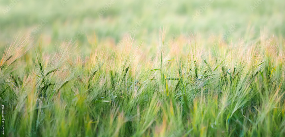 Agricultural field with ears of young barley on sunset. Agricultural panoramic landscape background