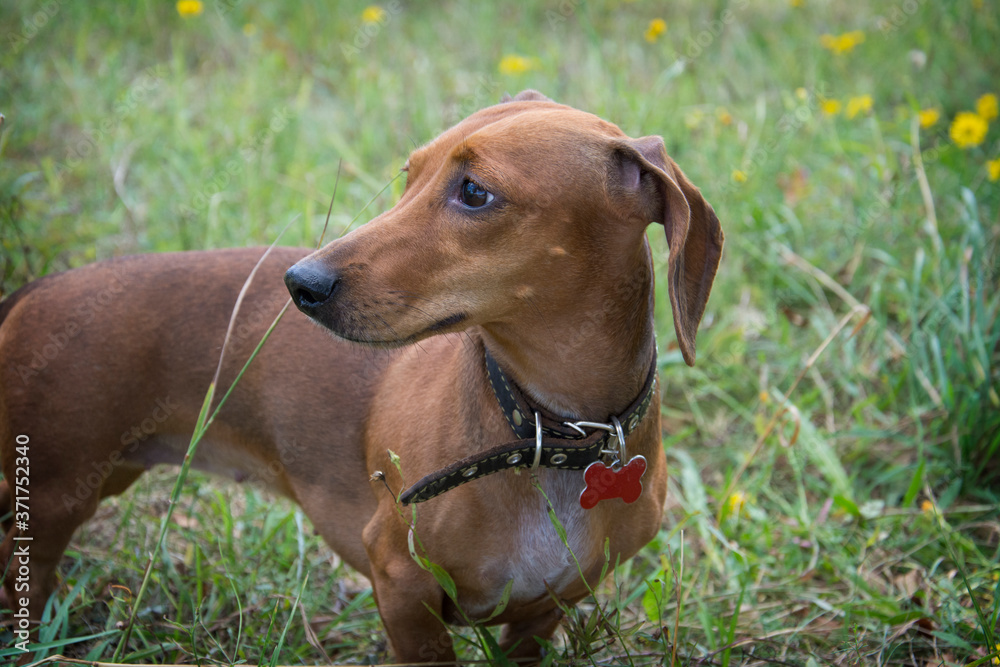 In summer, on a sunny day, a dachshund walks in the field. In summer, on a sunny day, a dachshund walks in the field.