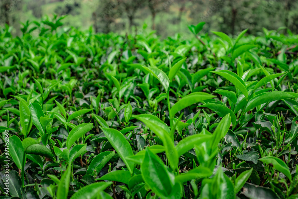 tea leaves isolated close up top angle shot tea leaves isolated close up top angle shot