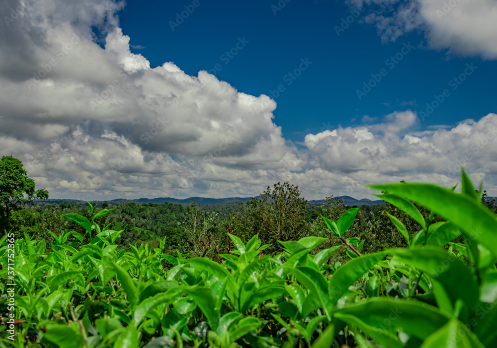 tea garden with green forests and amazing blue sky