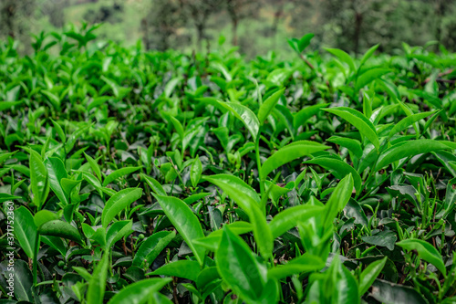 tea leaves isolated close up top angle shot © explorewithinfo