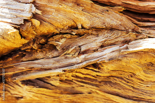 The texture of the old rotten wood