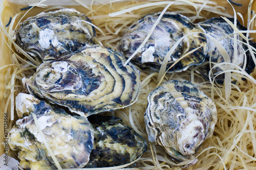 Oysters in a wooden box. Export of seafood to different countries. Close-up