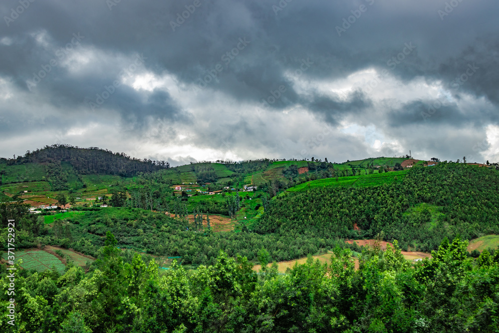 mountains covered with tea gardens and green forests