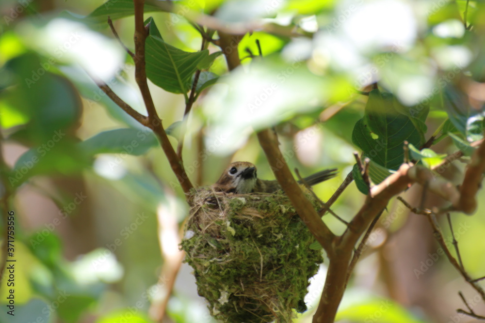 Hawaiian Forest Bird - Elepaio Hawaiian Forest Bird - Elepaio