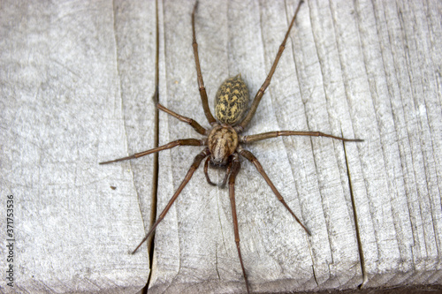 Flatly view giant house spider on wood