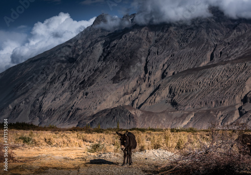 Donkey in the meadow Snow mountain background India himalayas photo