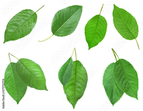 Set of green cherry leaves on white background