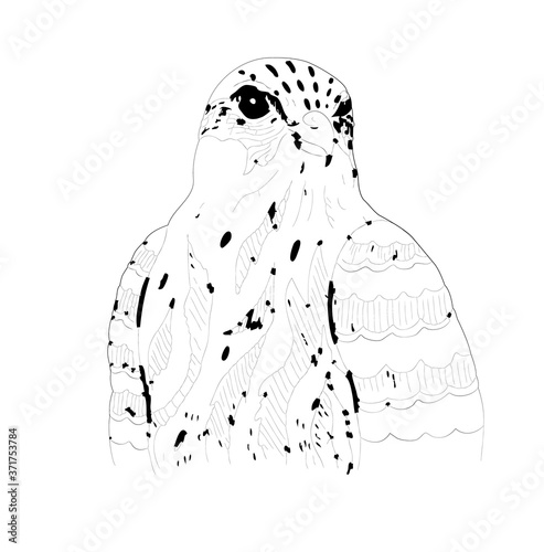 hand-drawn falcon. Vector illustration of a falcon in graphics