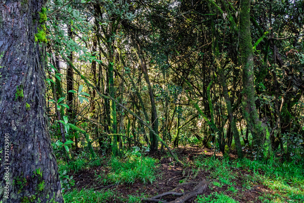 thick tropical forest with algae on tree trunk thick tropical forest with algae on tree trunk