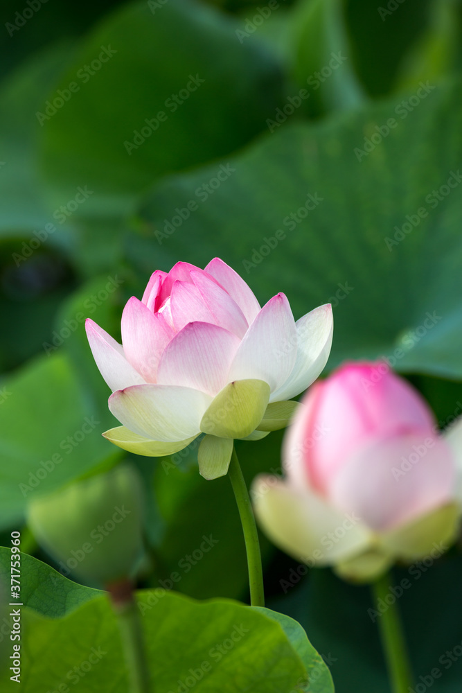 蓮の花 夏のイメージ 蓮の花 夏のイメージ