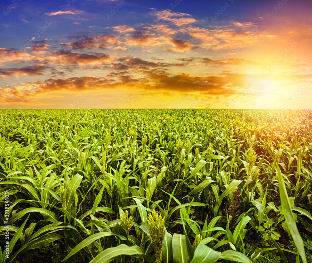 Corn field under beautiful sky with sun Corn field under beautiful sky with sun
