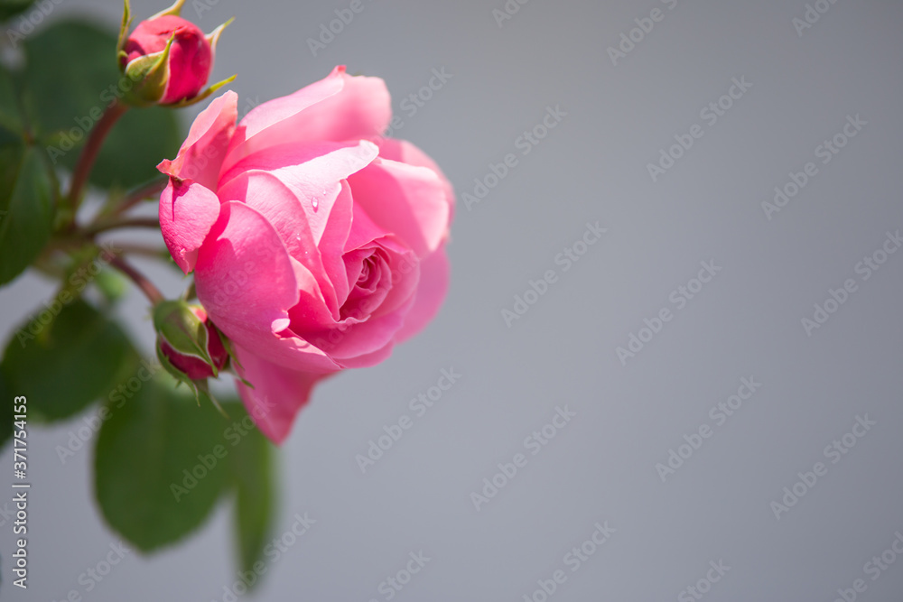 Fototapeta premium バラの花
