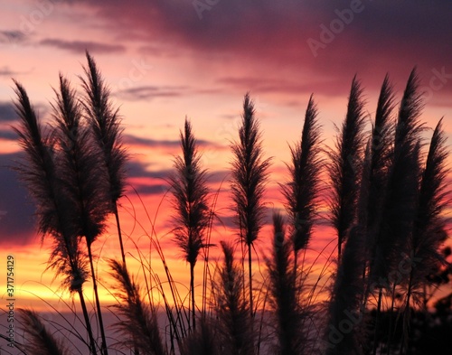wheat field at sunset