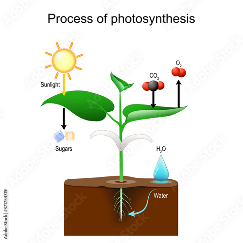 Photosynthesis Process in plants