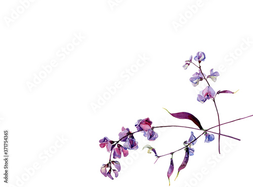 Watercolor decorative bean flowers on white background