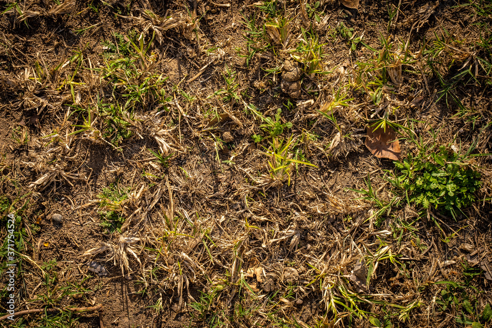 Dry and green grass texture Dry and green grass texture