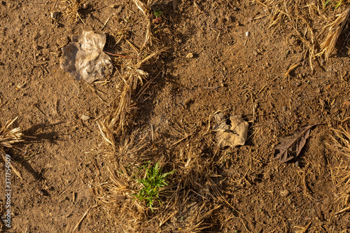Soil background. Dry garden texture.