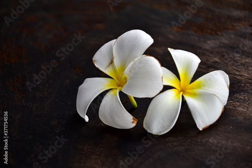 frangipani flower on wooden background