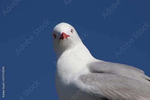 seagull staring down
