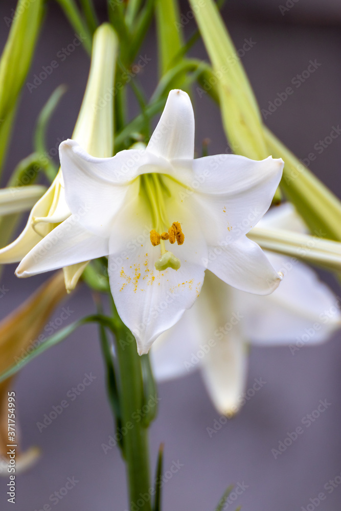 Obraz premium 百合の花