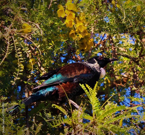 Tui in Kowhai 