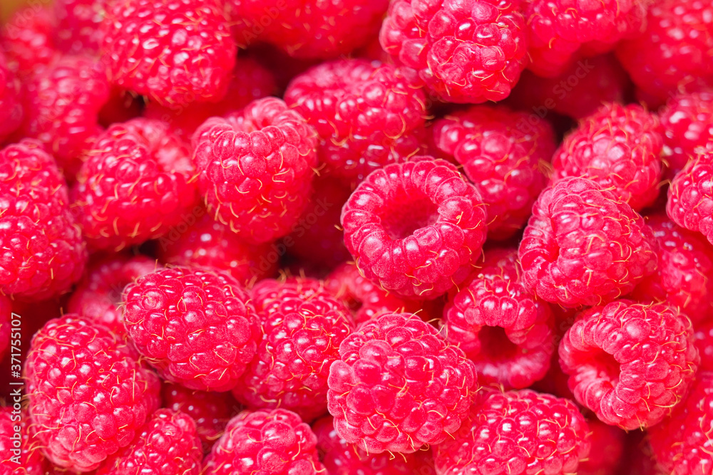 Freshly picked ripe red juicy raspberries, top view. Raspberry fruit background Freshly picked ripe red juicy raspberries, top view. Raspberry fruit background