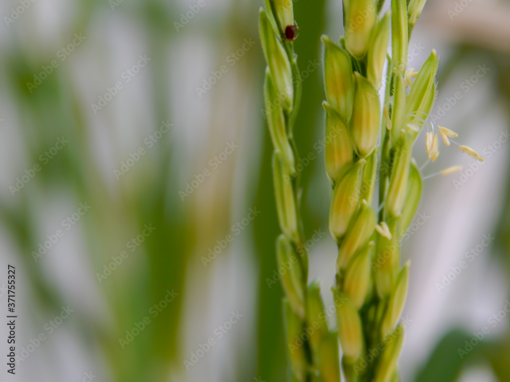 Ears of rice field rice,Pollen riceEars of rice with water in the morning waiting for pollination and blurred insects.. Ears of rice field rice,Pollen riceEars of rice with water in the morning waiting for pollination and blurred insects..